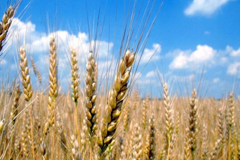 Цената на пченицата во Европа скокна на рекордно ниво
