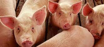 Трипуновски: Африканската свинска чума се шири со епидемична брзина, Бабовски да не се затскрива позади соопштенијата на АХВ, туку да одговори кои мерки се преземени за спречување