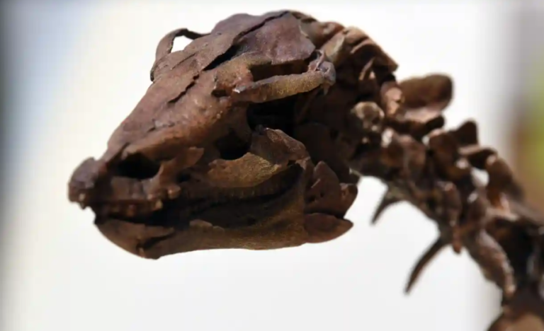 Пронајден првиот фосил од диносаурус за кој научниците веруваат дека е директно поврзан со удар на астероид