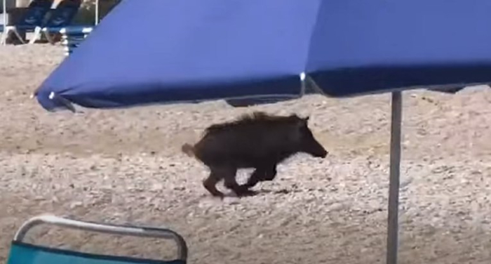 Жена касната од дива свиња на плажа во Италија