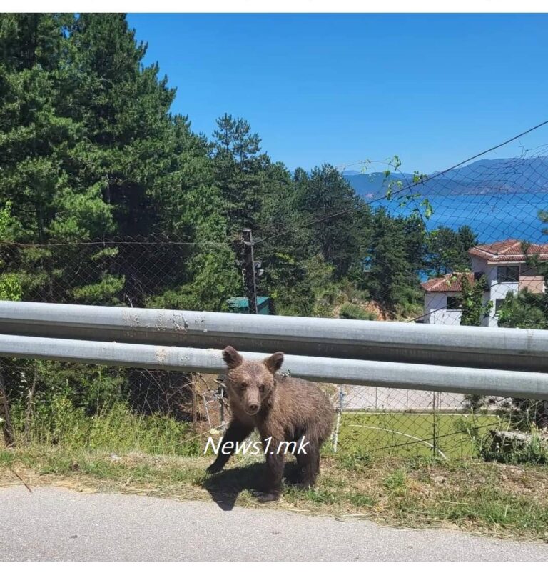 (ФОТО) Возете внимателно – мечето веќе шета кај Елен Камен и Радожда