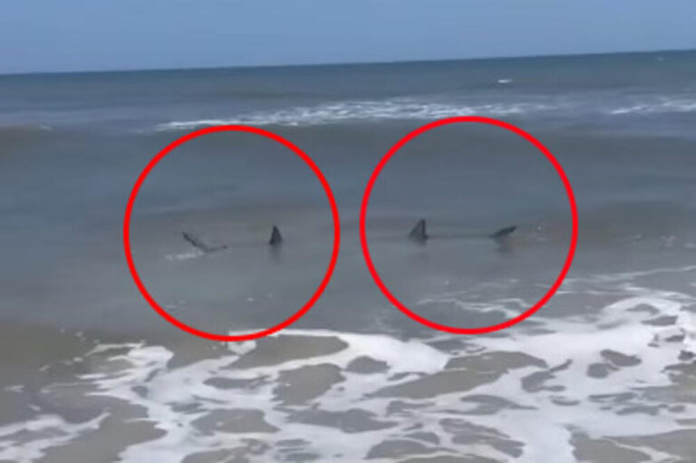 Ајкули во плитки води на плажа во Флорида
