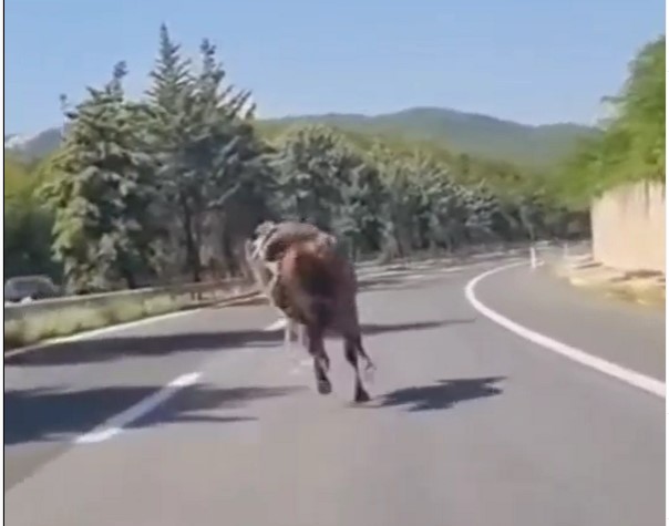 (ВИДЕО) Повторно коњ трча на автопат во Македонија