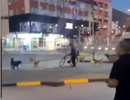 Касами: Ноќе се носат кучиња во Тетово од Скопје и Куманово