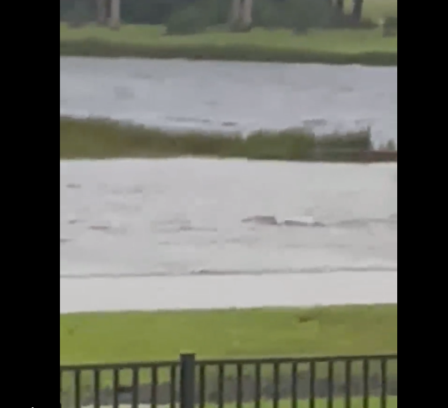 (ВИДЕО) По Разорниот ураган Ијан, по улициите на Флорида пливаат ајкули