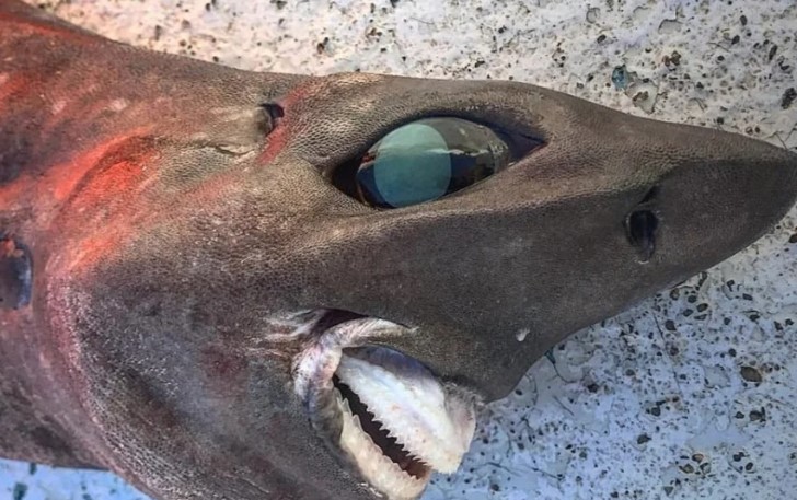 (ФОТО) Уловена необична ајкула на брегот на Нов Јужен Велс во Австралија