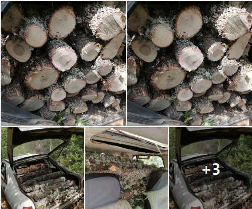 Одземена поголема количина бесправно исечени дрва од страна на шумочуварската служба во подружницата Преспадрво од Ресен