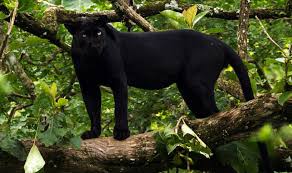 (ВИДЕО) Во Србија шета црн пантер – властите со апел: Предаторот е крајно опасен