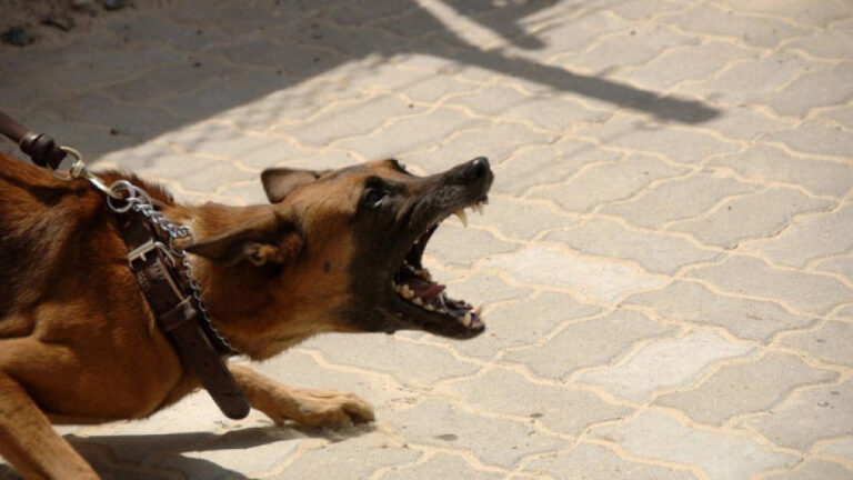 Стружанка пријавила дека била касната од куче скитник на улицата „15-ти корпус“