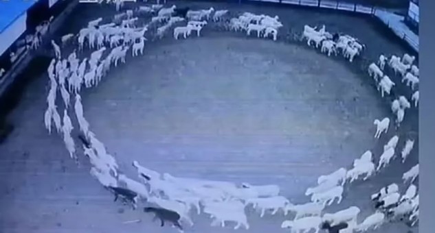(ВИДЕО) Стадо овци во Кина кружат 12 дена без престан