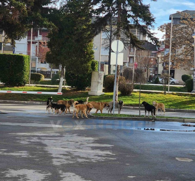 По инцидентот со уличните кучиња, Муцунски бара: Градот Скопје итно да преземе мерки за соодветно решавање на овој проблем