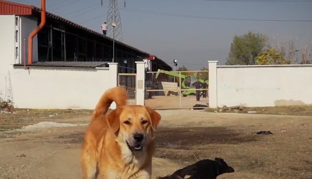 Карантин во ЈП „Лајка“ поради кучешка чума во Скопје