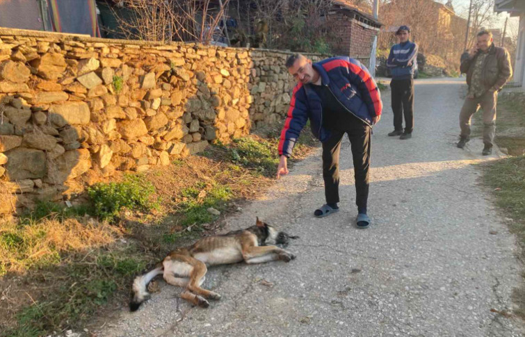 Жител од кочанско убил волк во сопствениот двор