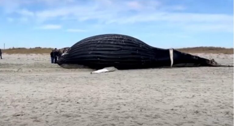 (ВИДЕО) Грбав кит се насука на брегот на Њујорк