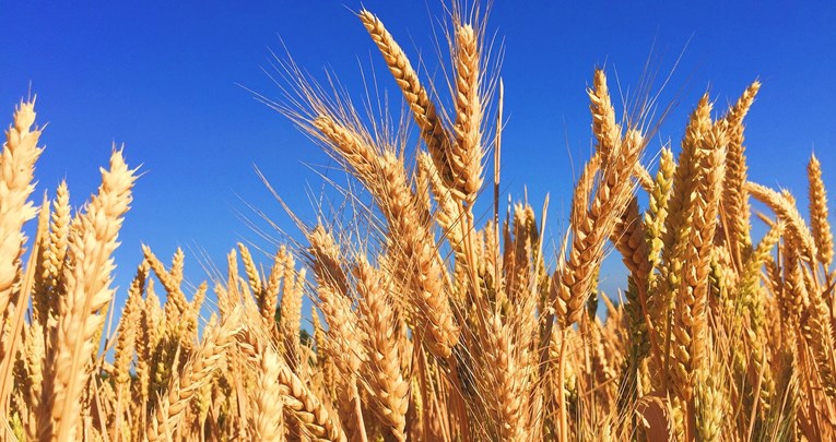 Научниците развија нова сорта на пченица која може да издржи екстремна топлина и суша