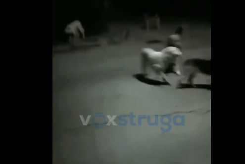 (ВИДЕО) Повторно напад од глутница кучиња врз пешак во Струга