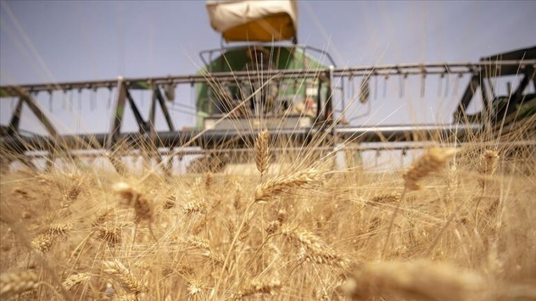 ФАО: Цените на храната во светот изминатата година пораснаа за 14,3 отсто