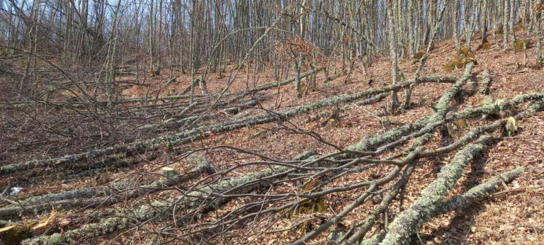 (ФОТО) Шумската полиција од Охрид и Струга на Ќафасан откри бесправна сеча на 120 м3 дабови огревни дрва