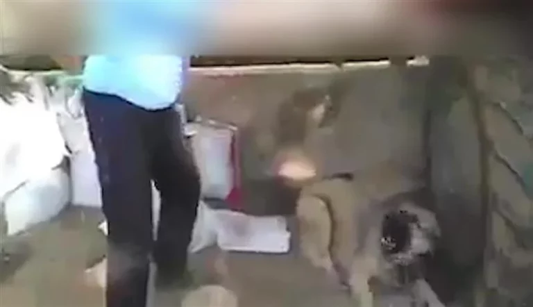 Полицијата го расчисти случајот со тепање на куче во радовишко – против лицето ќе биде поднесен соодветен поднесок
