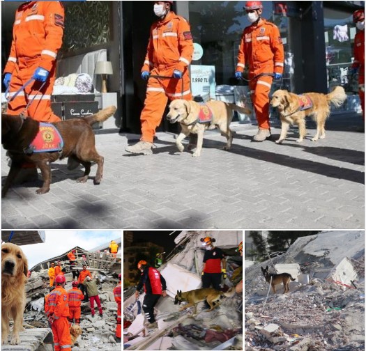 (ФОТО) Првите специјално обучени кучиња за тргање под урнатини од Полска и Холандија пристигнаа на местото на несреќата во Турција