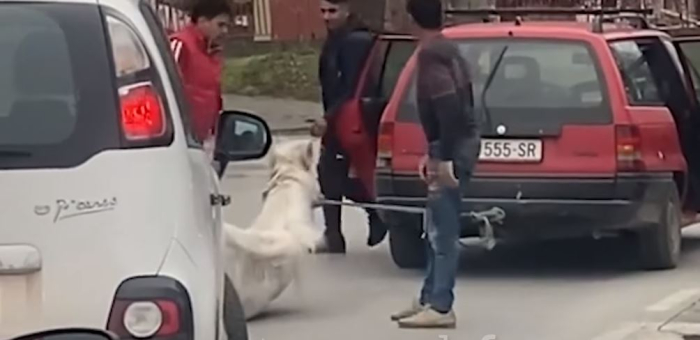 МВР: Приведени три лица од Скопје поради мачење на коњ