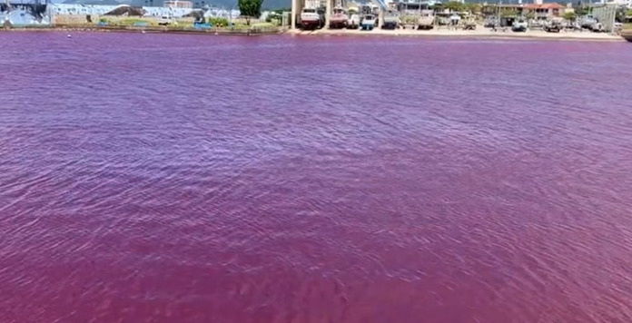(ВИДЕО) Морето во јапонскиот град Наго преку ноќ стана црвено
