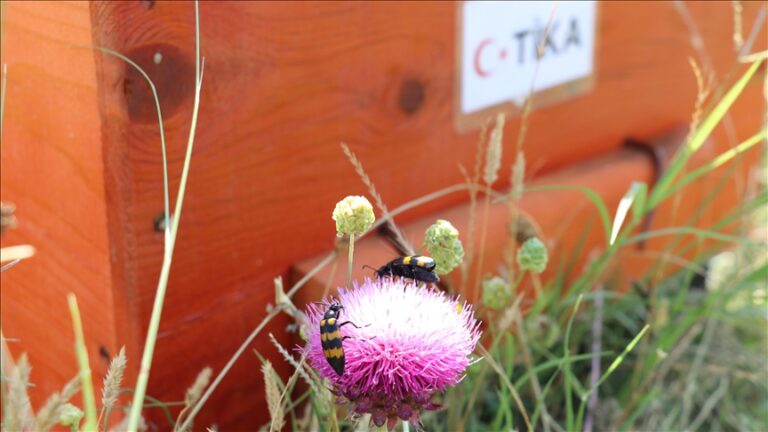 ТИКА со поддршка на пчеларството во Северна Македонија