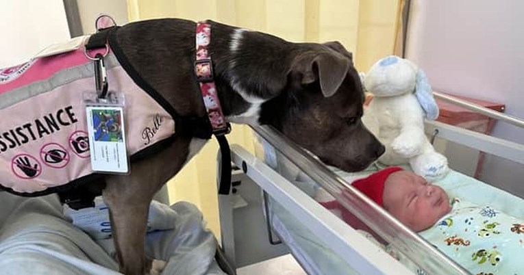 Болницата за прв пат дозволила кучето да биде со сопственикот за време на породувањето, поради посебна причина