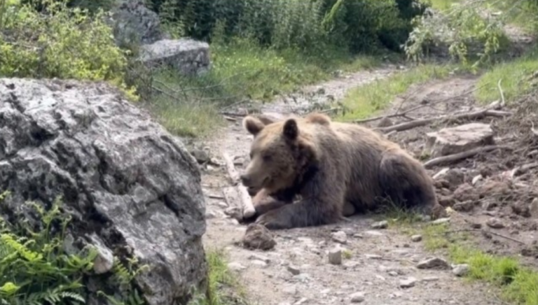 (ВИДЕО) Спасена мечка во селото Бозовце која 10 часа била заглавена во бачило на Шар Планина