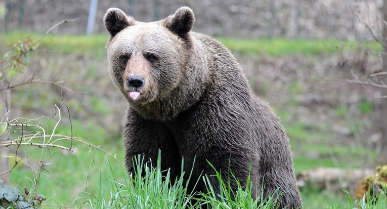 Во Жировница убиена мечка со две мечиња