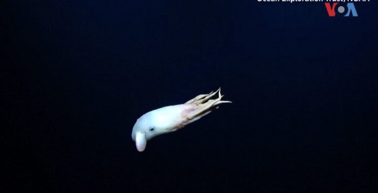 ‘(ВИДЕО) Забележан редок „Дамбо“ октопод