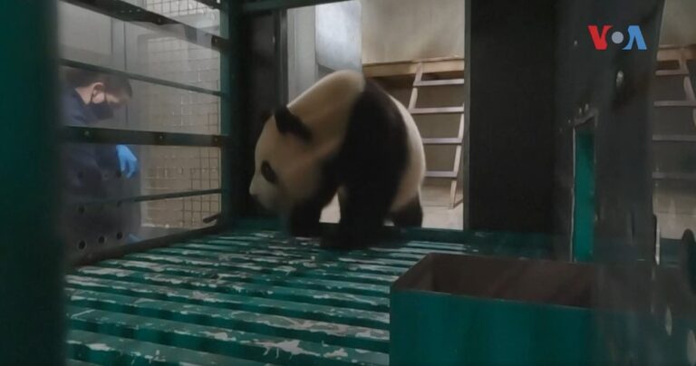 Џиновската панда Фан Ксинг се враќа дома