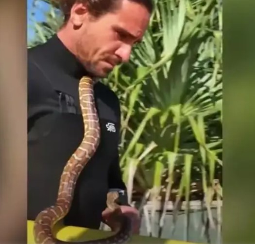 Сурфал со змија на вратот , австралиец казнет со 1 400 евра