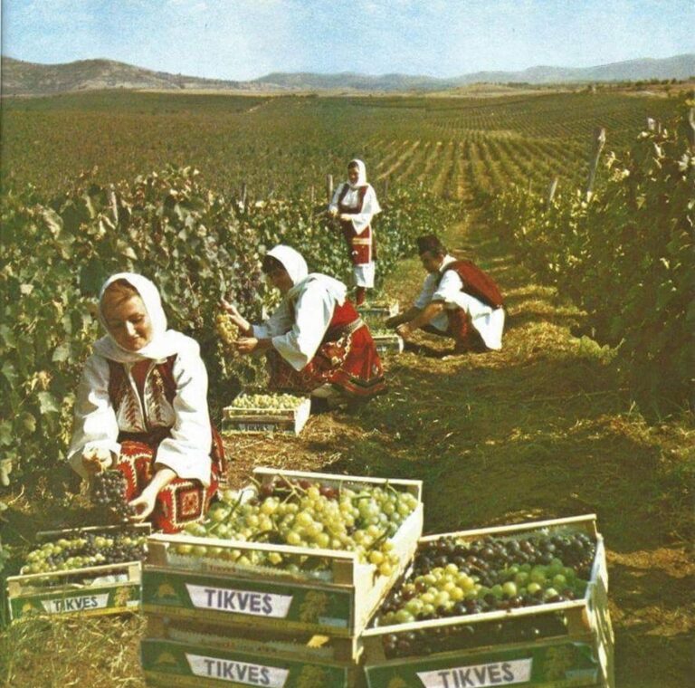 (ФОТО) Берење грозје во близина на Кавадарци, во 60.те години во Македонија