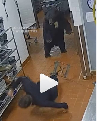 (ВИДЕО) Мечка нападна човек во хотелски ресторан