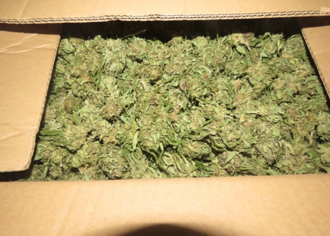 Од фабрика за марихуана во Чегарне украдени над половина тон марихуана