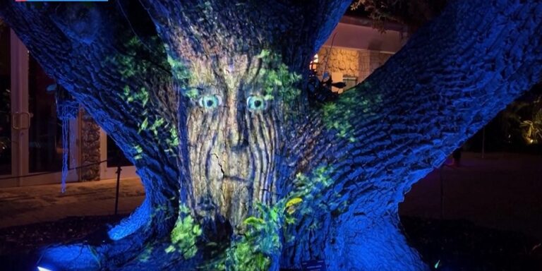 (ВИДЕО) 137-годишно дрво по име „Арчи“ преку проекција им зборува на посетителите