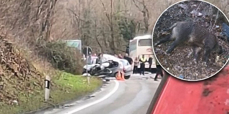 Тешка несреќа во Србија, загина момче, а девојка е тешко повредена, откако со возило удри во дива свиња, па во автобус
