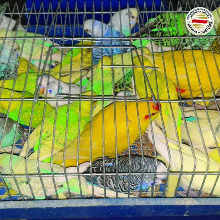 На македонска граница спречена нелегална трговија со папагали