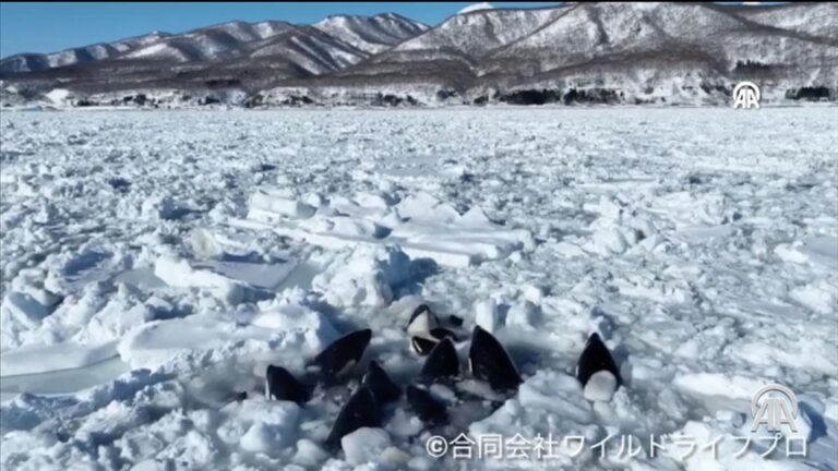 Русија ѝ понуди помош на Јапонија во спасувањето на китовите убијци заробени во мразот