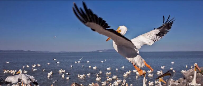 Царството на пеликаните