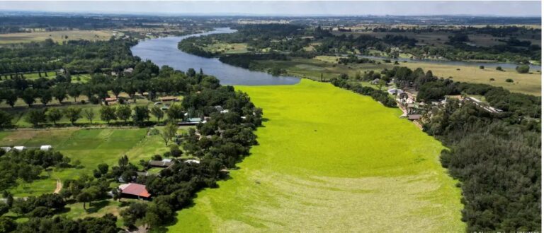 (ФОТО) Водена салата ја покрива реката Вал