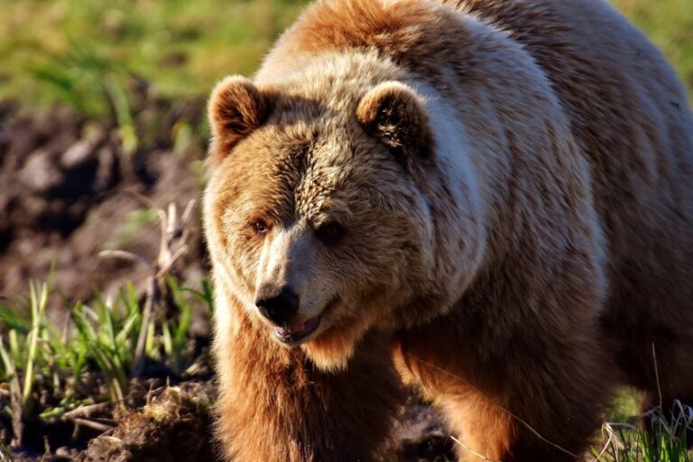 (ВИДЕО) Нов напад на мечка во Словачка, две лица повредени