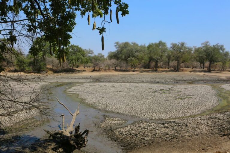 Малави прогласи состојба на катастрофа поради големата суша
