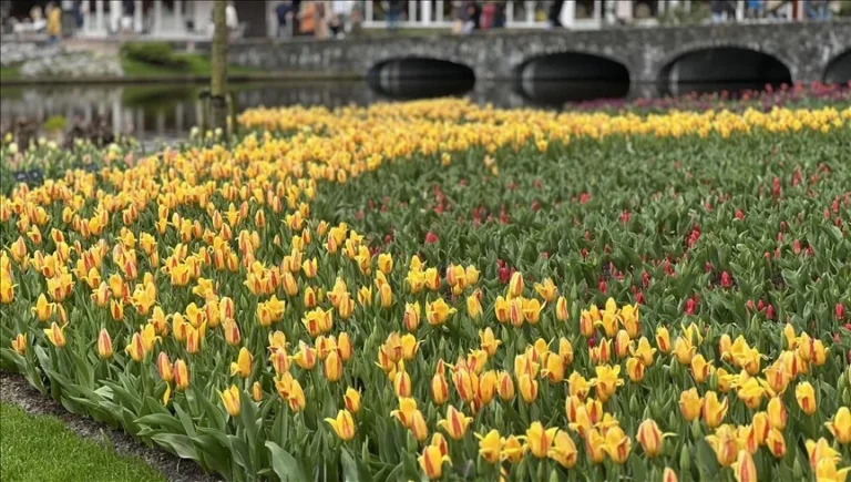 Холандија: Една од најголемите градини на лалиња во светот, Кеукенхоф, одбележува 75-годишнина