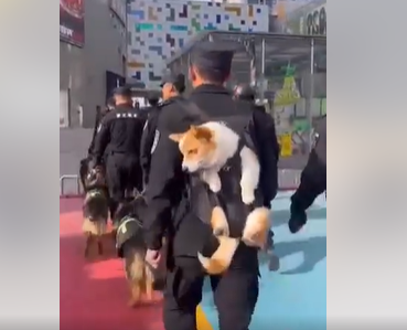 (ВИДЕО) Фу Ѕаи: Првото полициско куче корги во Кина со кратки нозе и големи вештини