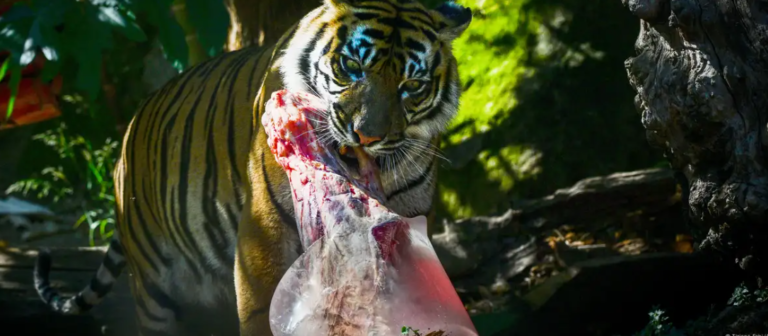Жештини во Рим-замрзнато месо за тигарот во зоолошка градина