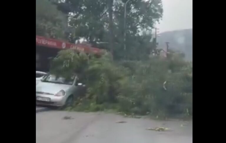 (ВИДЕО) Падна дрво во близина на „Веро Џамбо“