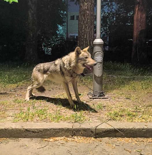 Заловен волк кој бил незаконски чуван како домашно милениче во една скопска населба